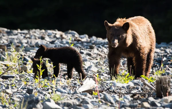 Black Bear Cubs Natural Habitat Stock Picture