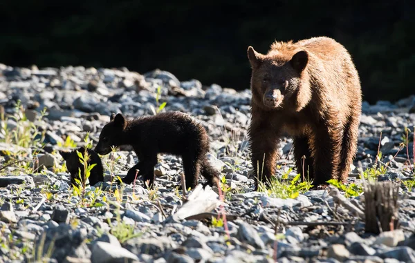 Black Bear Cubs Natural Habitat Royalty Free Stock Images