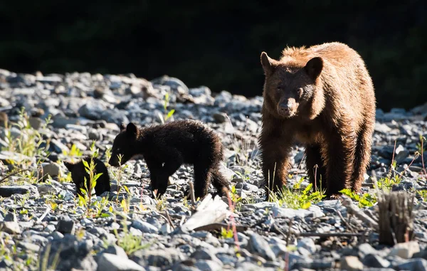 Black Bear Cubs Natural Habitat Royalty Free Stock Photos