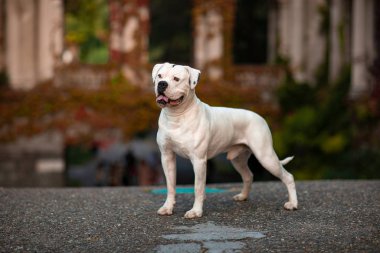 Dog breed American White Bulldog on a walk clipart