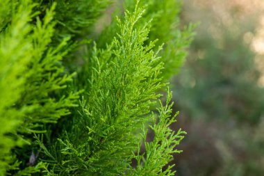 Ağaçta yeşil yosun