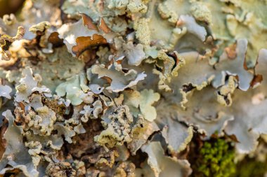 Mavi yosun bir ağacın kabuğunda yetişir..