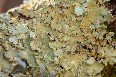 Mavi yosun bir ağacın kabuğunda yetişir..