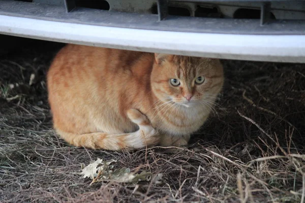 Соседка Красная Кошка Спряталась Осеннего Дождя — стоковое фото