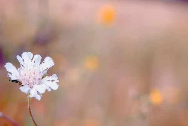 Flores silvestres, em borrão, branco. Fundo de verão, paisagem. Em branco, padrão — Fotografia de Stock