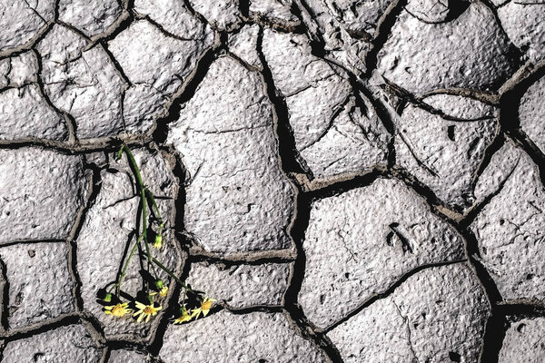 фиолетовые и желтые цветы на сухой трещине земли. Концепция глобального потепления
