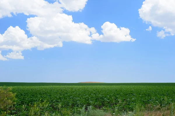 Krajobraz kraju. Puste pole przeciw błękitnemu niebu z chmurami — Zdjęcie stockowe