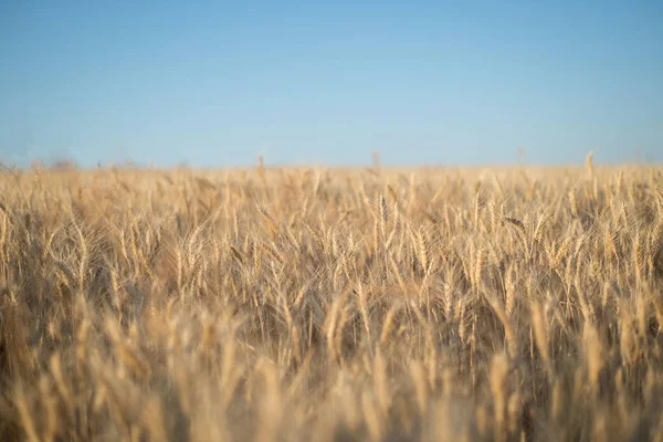 Wheat field. Grain fields. Spikelets of wheat grains against a blue sky. Landscape — Stock Photo, Image