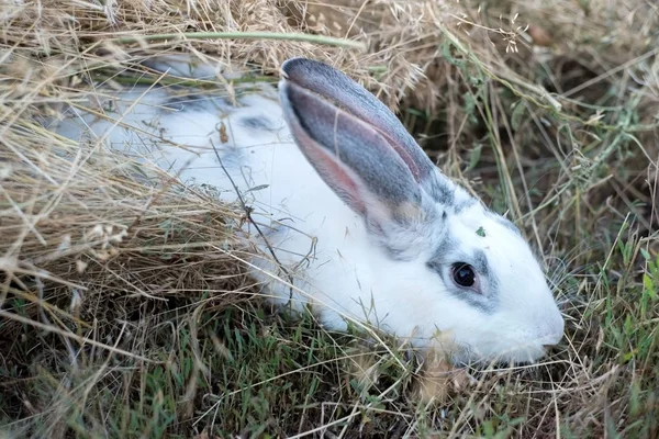 Homemade white rabbit sitting in the grass — Stock Photo, Image