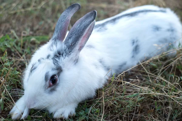 White fluffy home rabbit sitting in the grass — Stock Photo, Image