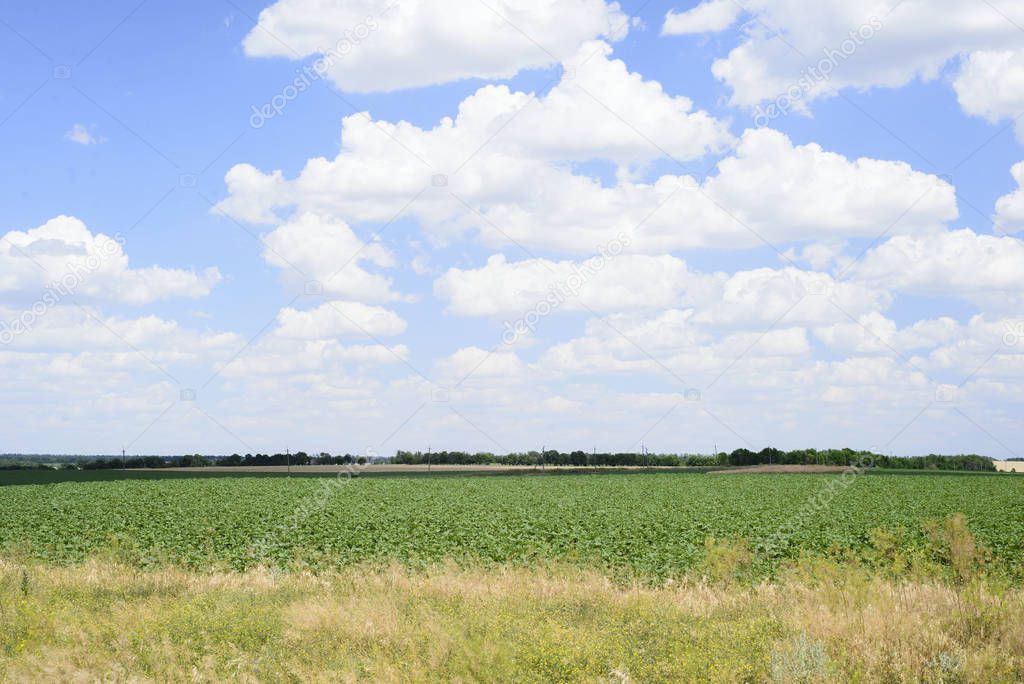 country landscape. Field with plants against the blue sky and clouds