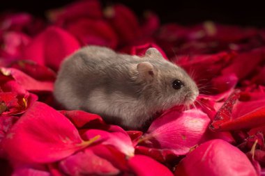 Kırmızı gül yapraklı küçük gri hamster. Dzungarian hamsterı. Konsept çok şirin. Fare yılı.