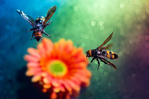 two huge queen bees are flying. A pair of wasps, against the background of a gerbera flower, with a multi-colored blurred background, drops of water
