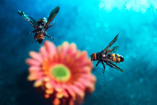 two huge queen bees are flying. A pair of wasps, against the background of a gerbera flower, with a multi-colored blurred background, drops of water