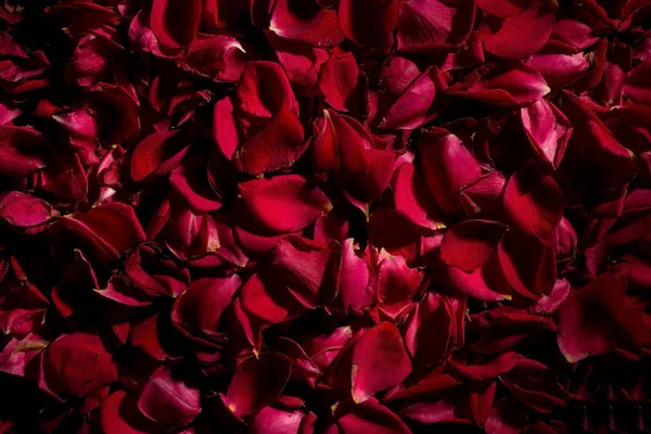 Fondo de pétalos de rosa roja. Vista desde arriba. Fondo de pantalla para el fondo de flores. Calma oscura —  Fotos de Stock