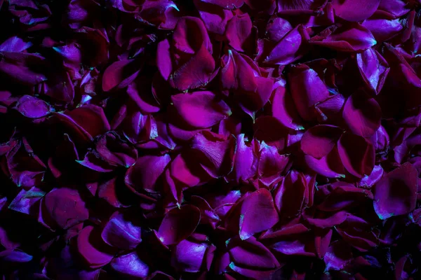 Pétalos de rosa roja, vista superior. Foto vintage. A la luz de la luna En tonos fríos —  Fotos de Stock