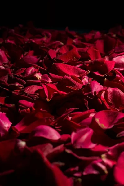 Fond de pétales de rose rouge. Vue d'en haut. Fond d'écran pour le fond des fleurs. Calme sombre — Photo