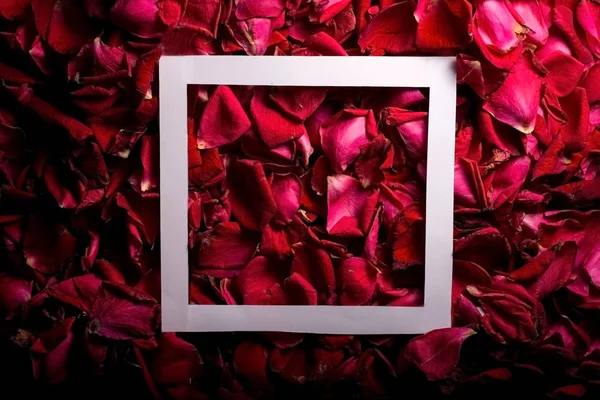 Fundo de pétalas de rosa vermelha, com uma moldura quadrada branca. Padrão — Fotografia de Stock