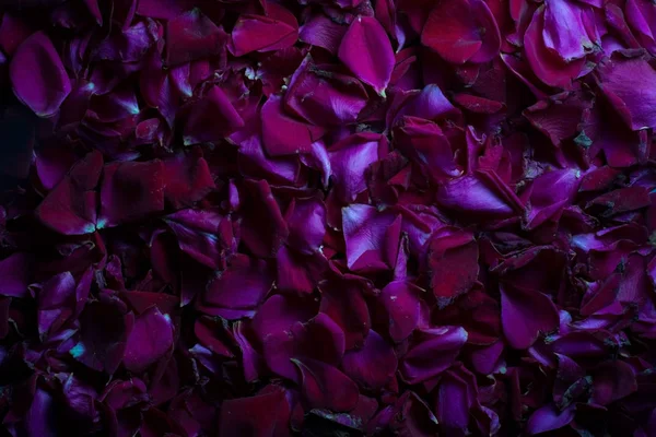 Fundo de pétalas de rosa vermelha no luar iluminação vintage. Vista de cima. Padrão de colheita para o dia dos namorados — Fotografia de Stock