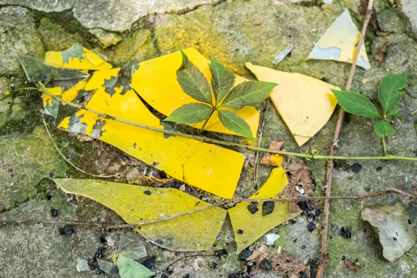 Glasscherben gelber Farbe gegen eine Wildpflanze. Kampf ums Leben. Glasverschmutzung — Stockfoto