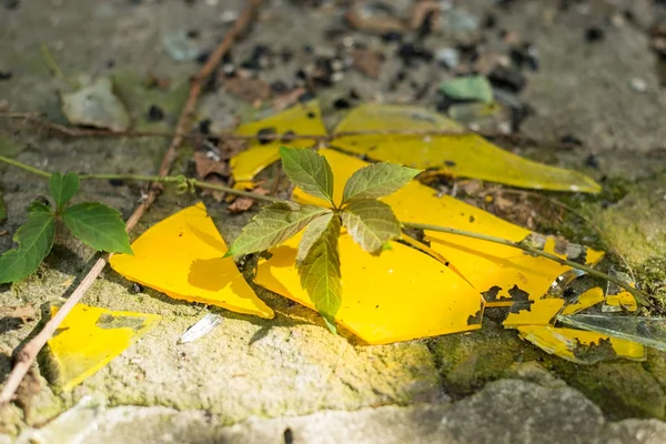 Glasscherben gelber Farbe gegen eine Wildpflanze. Kampf ums Leben. Glasverschmutzung — Stockfoto