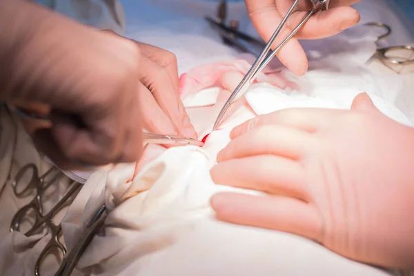 Ameliyat sırasında cerrah ve asistanın elleri — Stok fotoğraf
