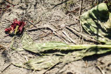 Solmuş lale çiçeği, ayaklar altında ezilmiş. Yakın plan. Ölüm, yaşlanma, düşüş konsepti. Çöküş