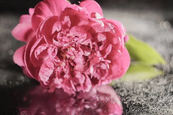 Bela flor de peônia, cor rosa delicada, em um fundo de espelho com gotas de água borradas — Fotografia de Stock