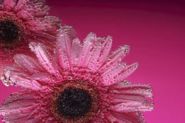 Pembe gerbera çiçekleri, yapraklarında hava kabarcıkları olan, suyun altında, çok renkli arka planda. 8 Mart konsepti. Uluslararası Kadınlar Günü. Mavi, sarı, yeşil, siyah, pembe arka plan. Bahar tatilleri, doğal çiçekler. Tanıtım fotoğrafı.