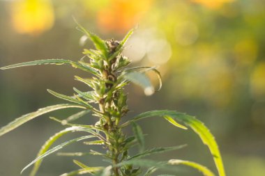 Doğadaki marihuana çiçeklerine yakın çekim. Batan güneşin arka planında, sıcak renklerde. Sonbahar manzarası tıbbi mahiruana. Açık havada.