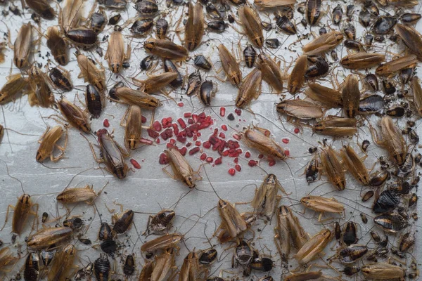 Närbild, konsistensen av inomhus kackerlackor, fånga tassar på en klibbig speciell fälla från kackerlackor. Närbild Förstörelse och kontroll av insekter inomhus — Stockfoto