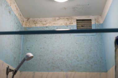 Banyodaki banyo kiremitleri üzerinde büyüyen siyah küf. Banyodaki kiremitler üzerinde parazit oluşturan bir mantar türü..