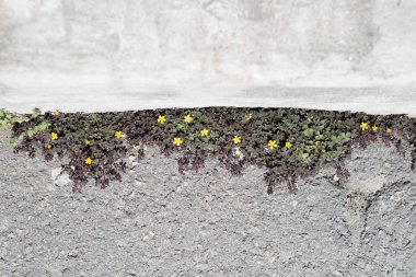 Sarı çiçekler yeşil bordo yonca, desenli beton asfalttan büyüyen yonca çiçekleri dokusu. Rüzgarda sallanan yeşil çimen dokusu. Zayıf, dağınık bir ışıkta. Yaban buğdayının, otun kulaklarından yeşil bir çim. Boş alan, desen, 