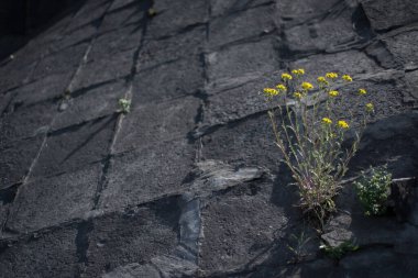 Sarı çiçek asfalttan büyür, güneş ışığıyla aydınlatılır. Yaşam mücadelesinin görsel konsepti. Sınırsız çerçeve. Tabaktan büyüyen sarı çiçeğin doğal soyut arkaplanı. Karahindiba çiçeği filizlenir.