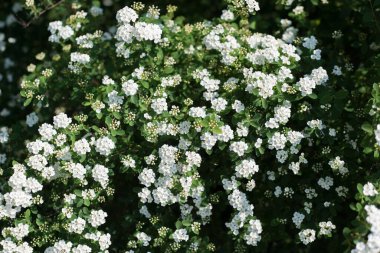 Spirea 'nın bir dalı. Beyaz küçük çiçeklerin açtığı spirea. Spirea duvar kağıdı. Üst manzara, spirea dokusu, çiçek açan beyaz çiçekler, yeşil arka planda, çimenlikteki bahar çiçeklerinin doğal dokusu. Hasat, şablon, kopyalama alanı