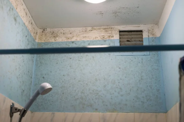 Banyodaki banyo kiremitleri üzerinde büyüyen siyah küf. Banyodaki kiremitler üzerinde parazit oluşturan bir mantar türü..