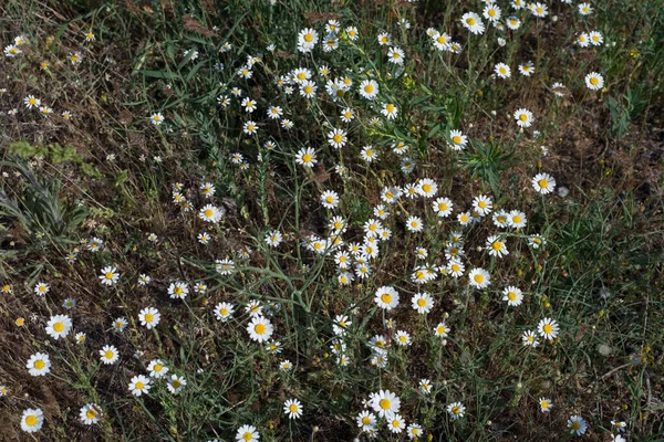 Textur Kamomill Sett Ovanifrån Blommor Vit Läkemedelskamomill Håller Närbild Ovanifrån — Stockfoto