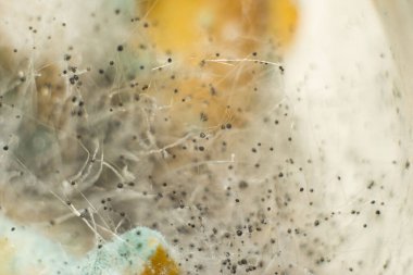 Orman zemininde büyüyen minik balçık kalıbı penisilinin yakın çekim görüntüsü, yeşil küf, güneşte yumuşacık küf. Kurumuş limon kabuğunda yetişen penisilin küçük mantarların soyut yakın çekimi. Meyve küfü.