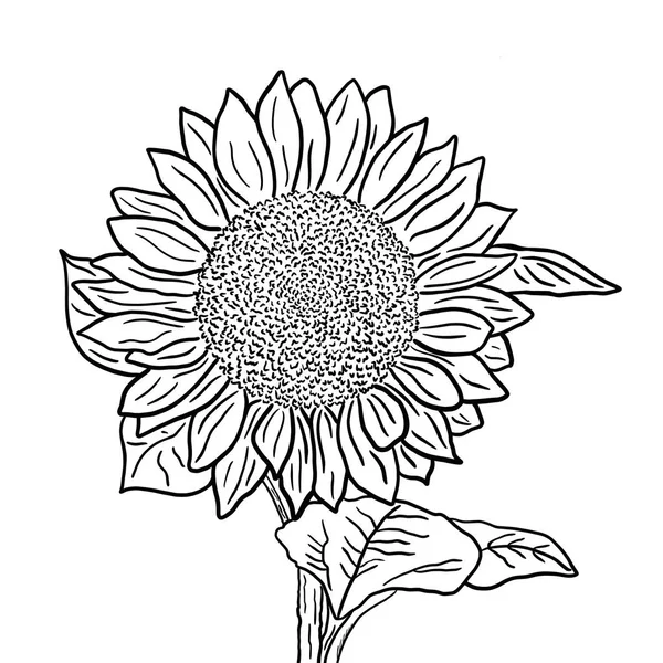 Napraforgó Virágzás Levelek Fehér Alapon Fekete Fehér Vázlat Illusztráció — Stock Fotó