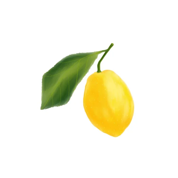 白色背景上有叶子的枝条上的一个明亮的黄色柠檬的说明 — 图库照片