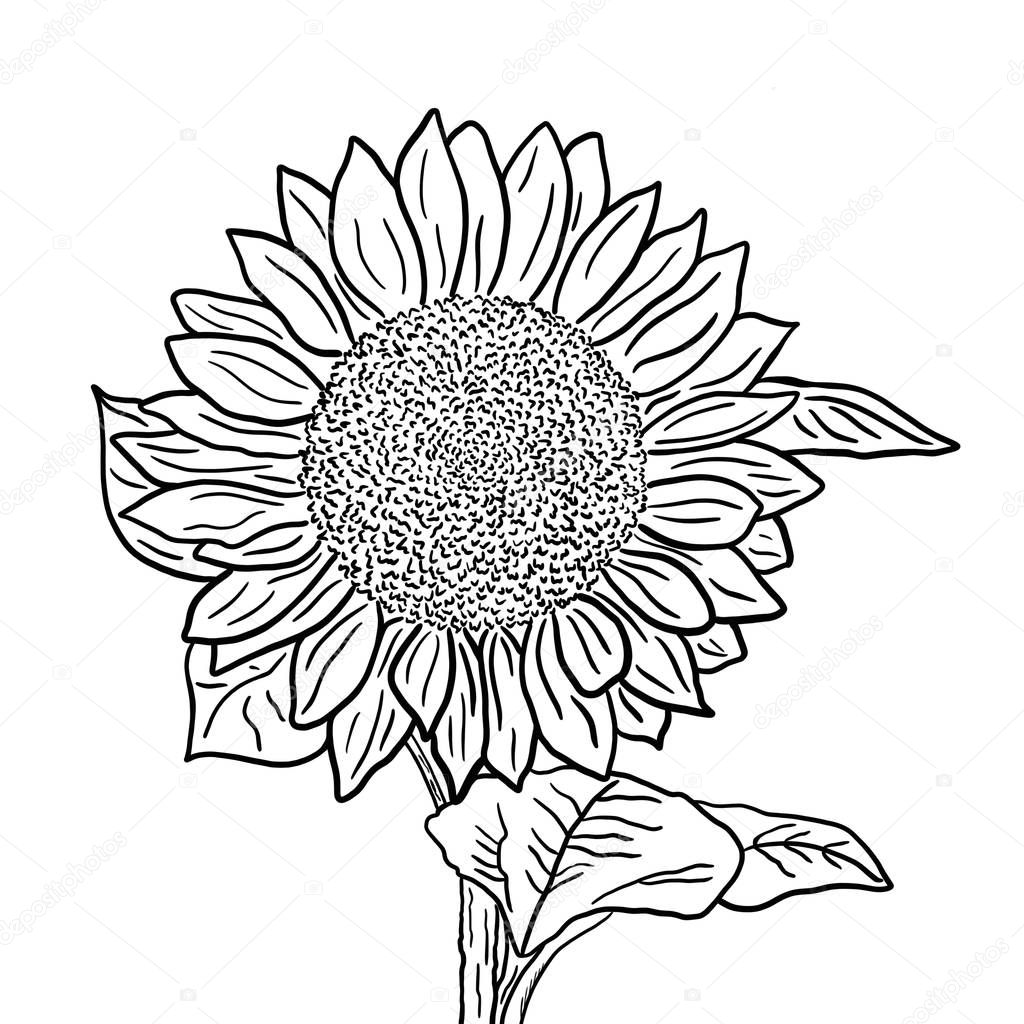 Sunflower inflorescence with leaves on a white background. Black and white outline illustration.
