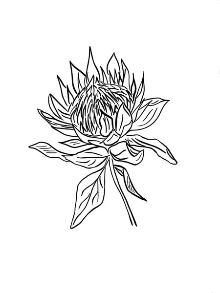 Protea Flower Inflorescence Leaves White Background Black White Illustration Print — 스톡 사진