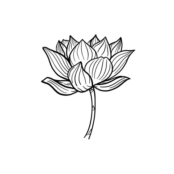 Lotus Bel Fiore Loto Aperto Gambo Illustrazione Bianco Nero Disegnata — Foto Stock