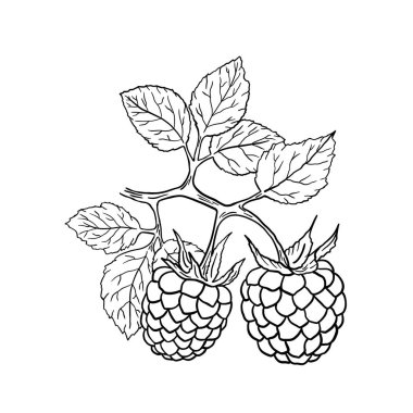 Yapraklı bir dalda iki ahududu böğürtleninin siyah beyaz çizimi. Beyaz arkaplandaki izole nesne.