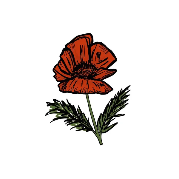 Poppy Inflorescence Illustration Red Flower Two Leaves White Background — 스톡 사진