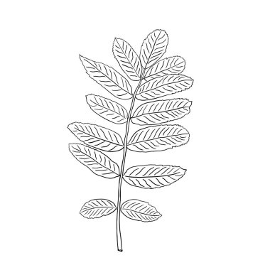 Rowan yakın plandan ayrılıyor. Beyaz arka planda siyah-beyaz bir yaprak çizimi. Ayrı bir nesne. Baskı için resim, boyama kitabı.