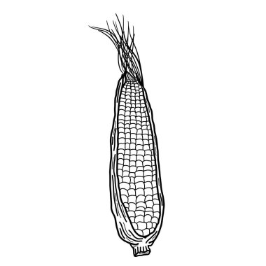Mısırın kulağı, yakın plan. Beyaz arka planda tahıllı mısırın siyah-beyaz çizimi.