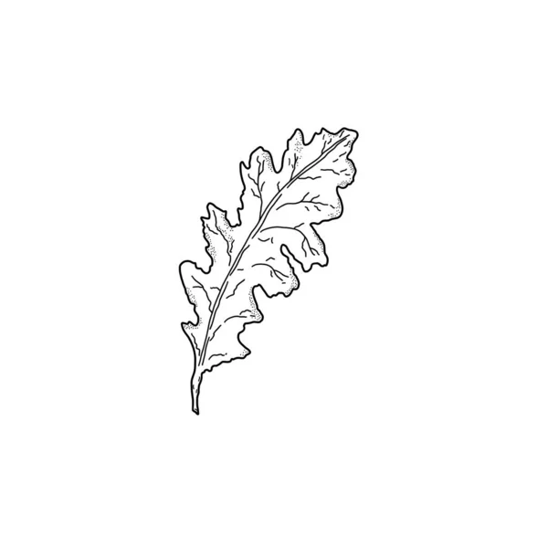 Oak Leaf Black White Illustration Oak Leaf Close White Background — Stock Photo, Image