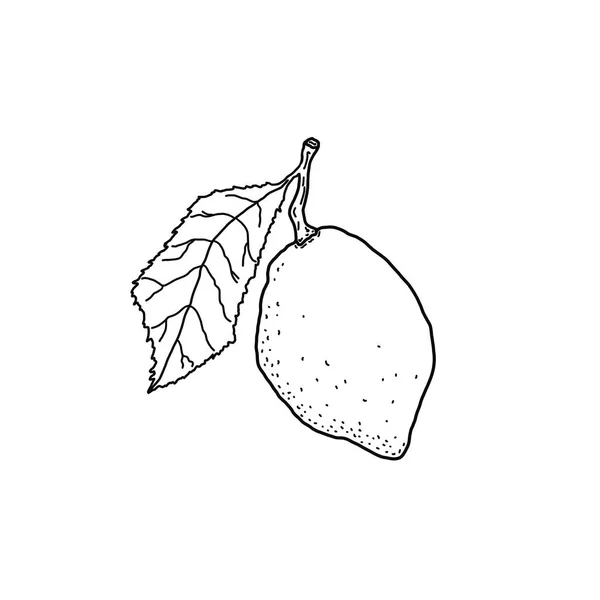 黑色和白色的图片一个柠檬在树枝上与叶子的特写 白色背景上的孤立物体 设计要素 — 图库照片