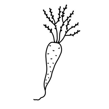 Beyaz arka planda yakın plan çekilmiş bir havucun siyah-beyaz çizimi. Tasarımınız için ayrı bir nesne. Karalama tarzında bir kök mahsulünün canlandırması.